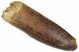 Fossil Sauropod Dinosaur (Titanosaur) Tooth - Morocco #332513-1